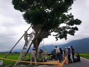 專業的植物病蟲害學科養成及多年實務診斷經驗，加上國際認可樹藝師認證，專業團隊確保正確診斷並對症下藥。